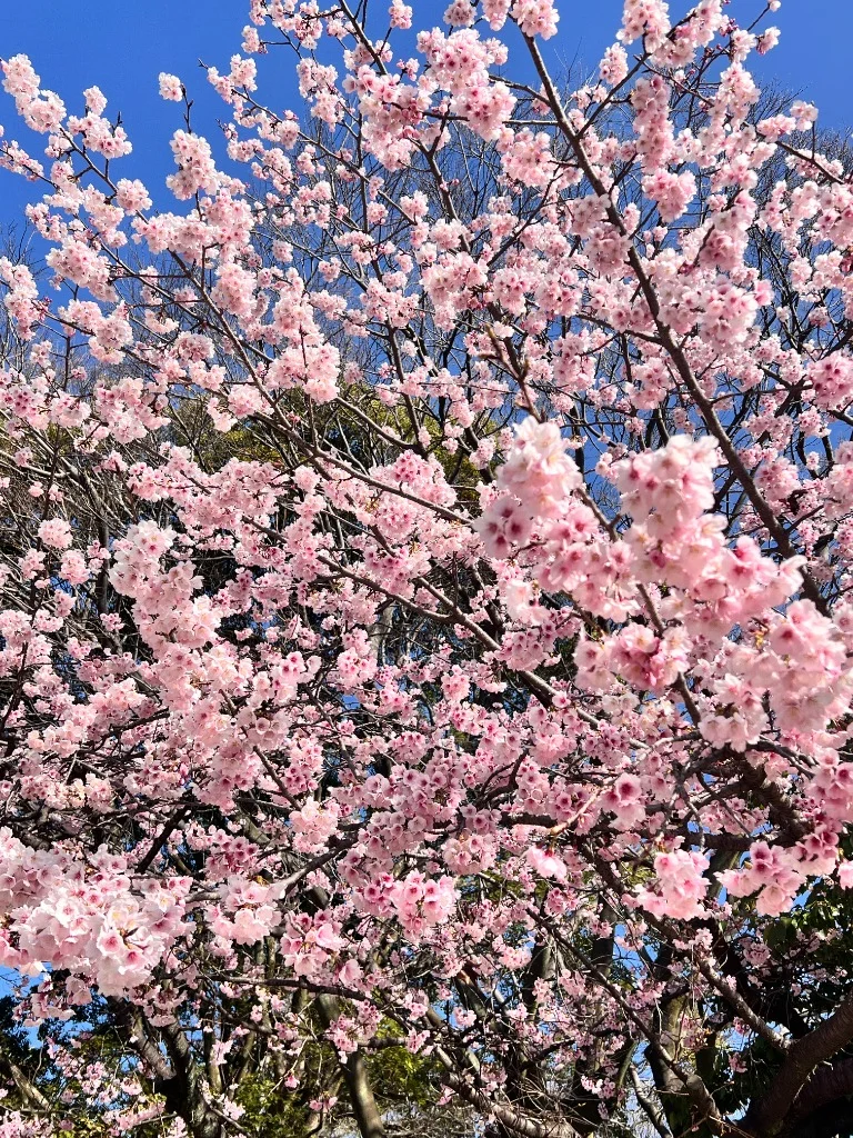 東門近くに咲いていた満開の桜