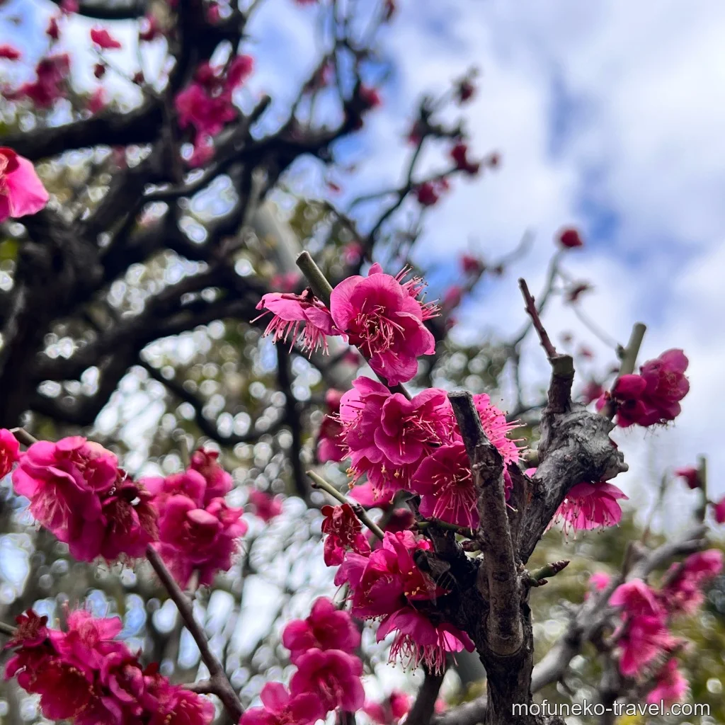 浅草神社の境内に咲いていた梅の花の風景写真