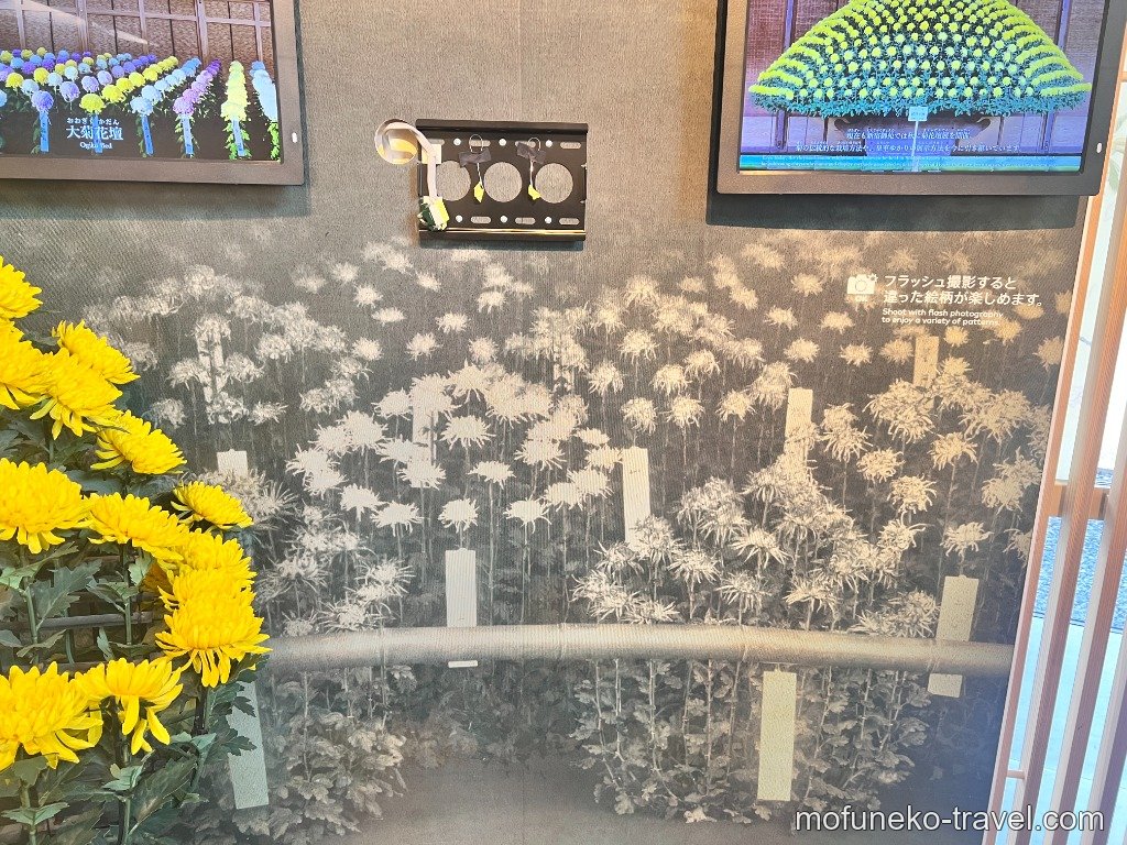 新宿御苑ミュージアムのフラッシュ撮影を楽しむ菊の展示