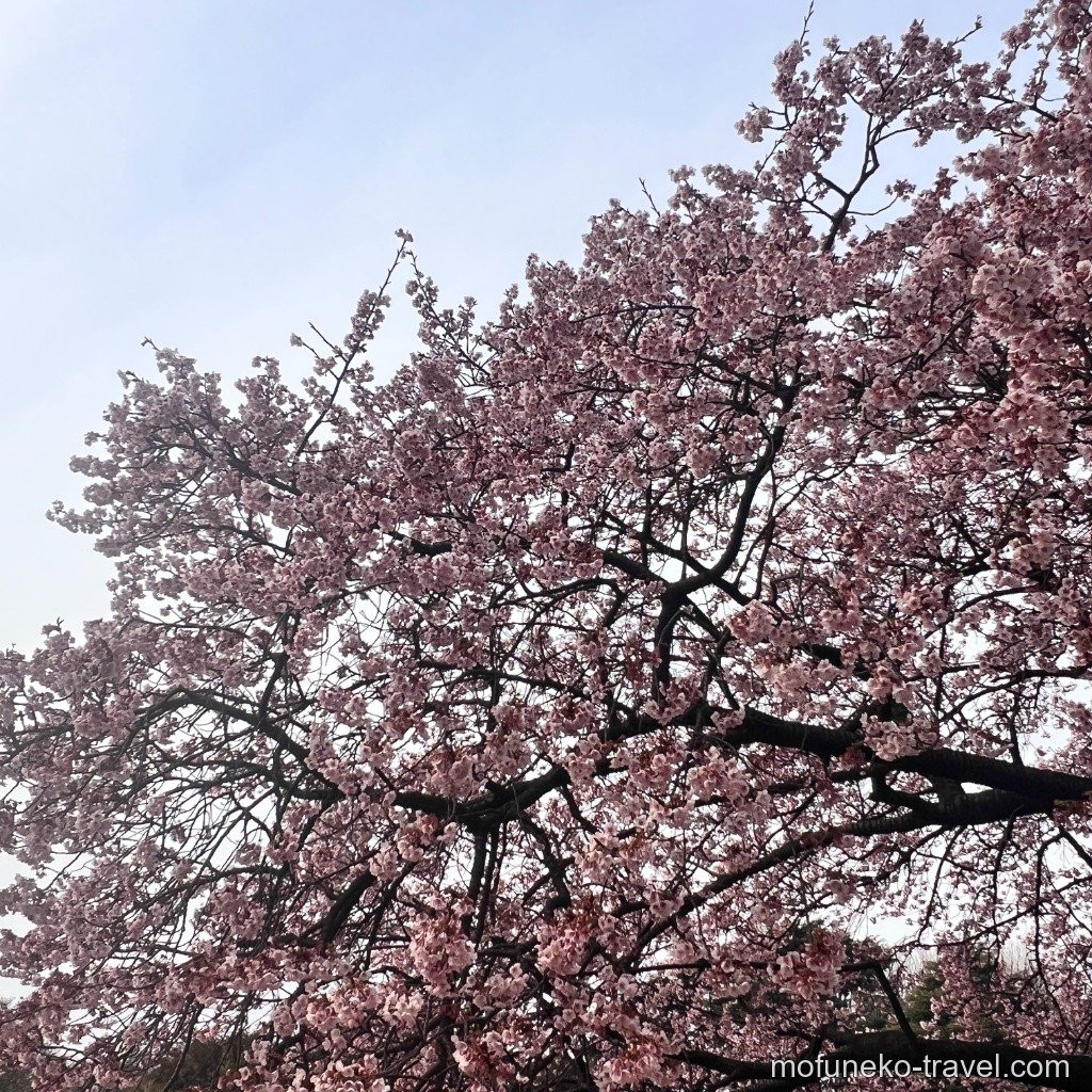 早咲きのカンザクラ