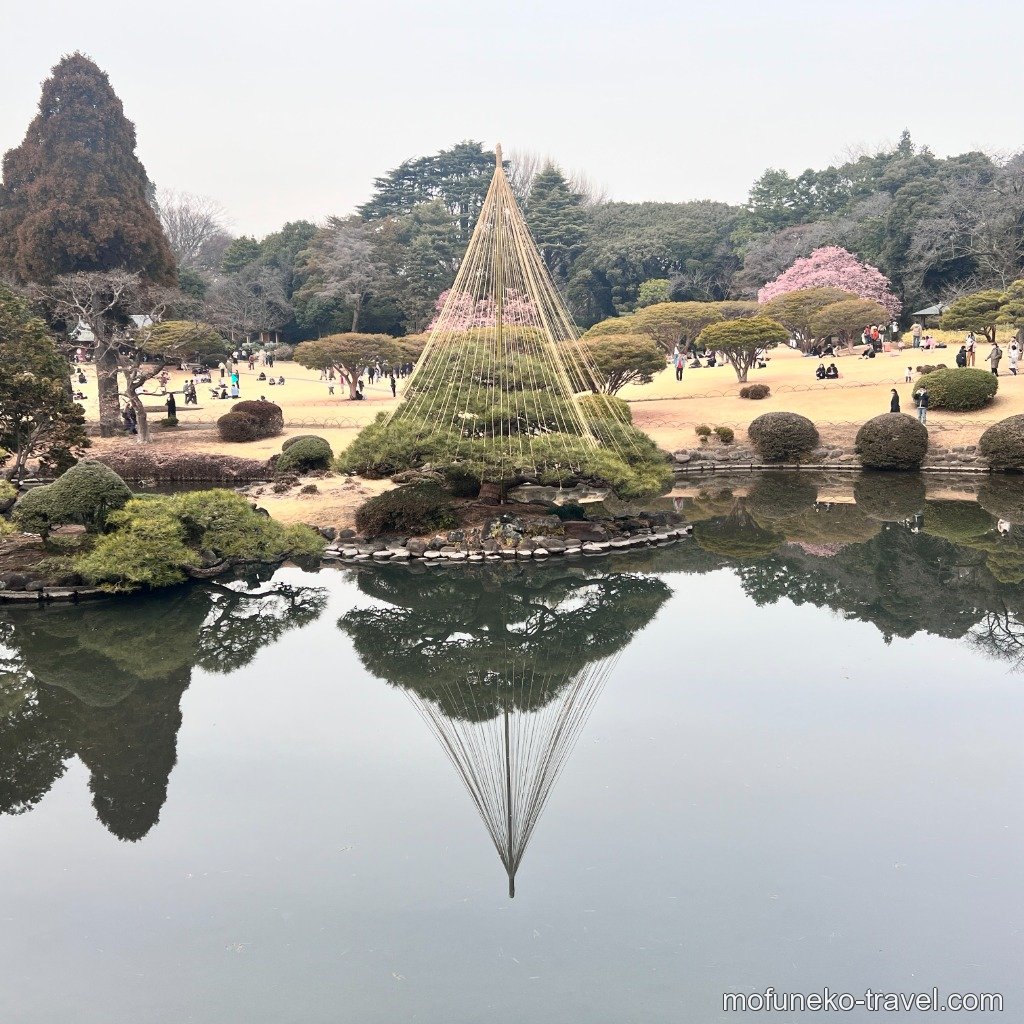 雪吊りの見事な松