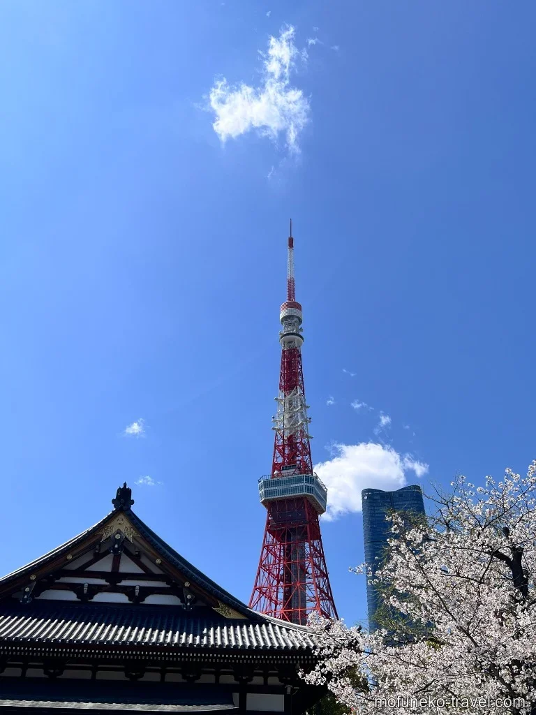 増上寺の大殿と東京タワー、桜の絶景